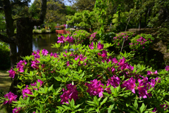 230423c萬葉植物園64