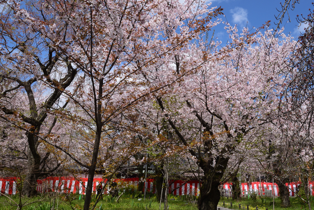 190411a平野神社48