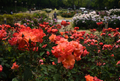190517b靭公園13