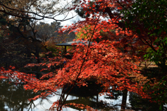 251207a京都植物園43