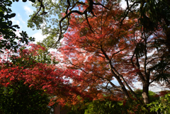 211203b乙訓寺06