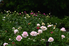 200520京都植物園49