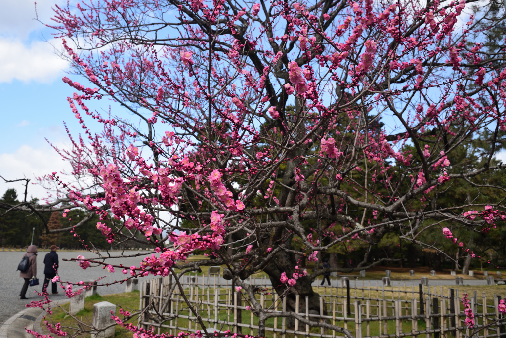 200223c京都御苑02