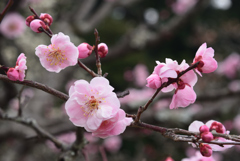 210304b長岡天満宮32