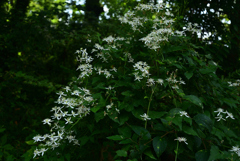 220915c京都植物園23