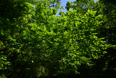 240510b京都植物園36