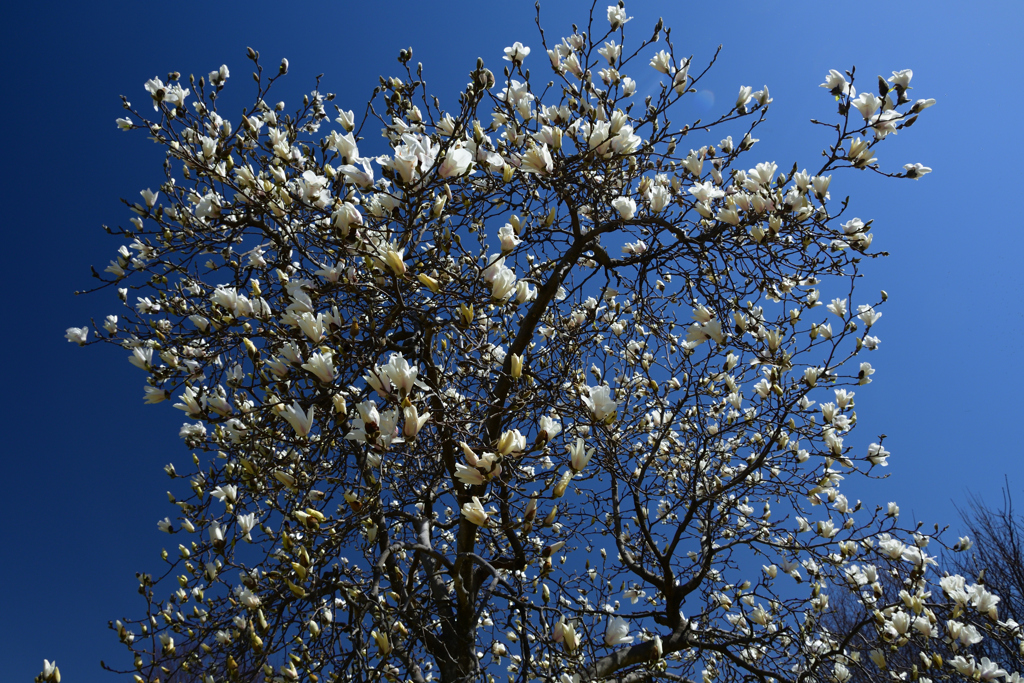 230314a山田池公園45