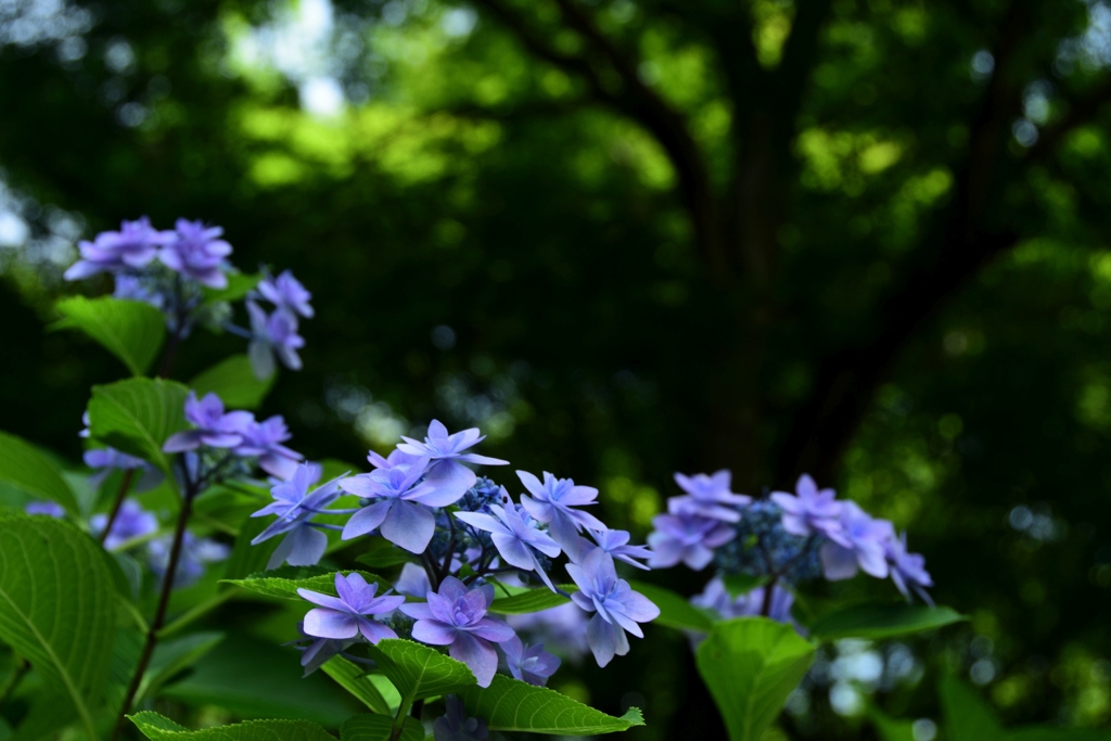 180622a宇治植物園22+