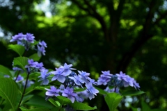 180622a宇治植物園22+