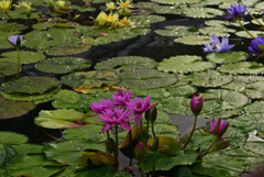 241025京都植物園51