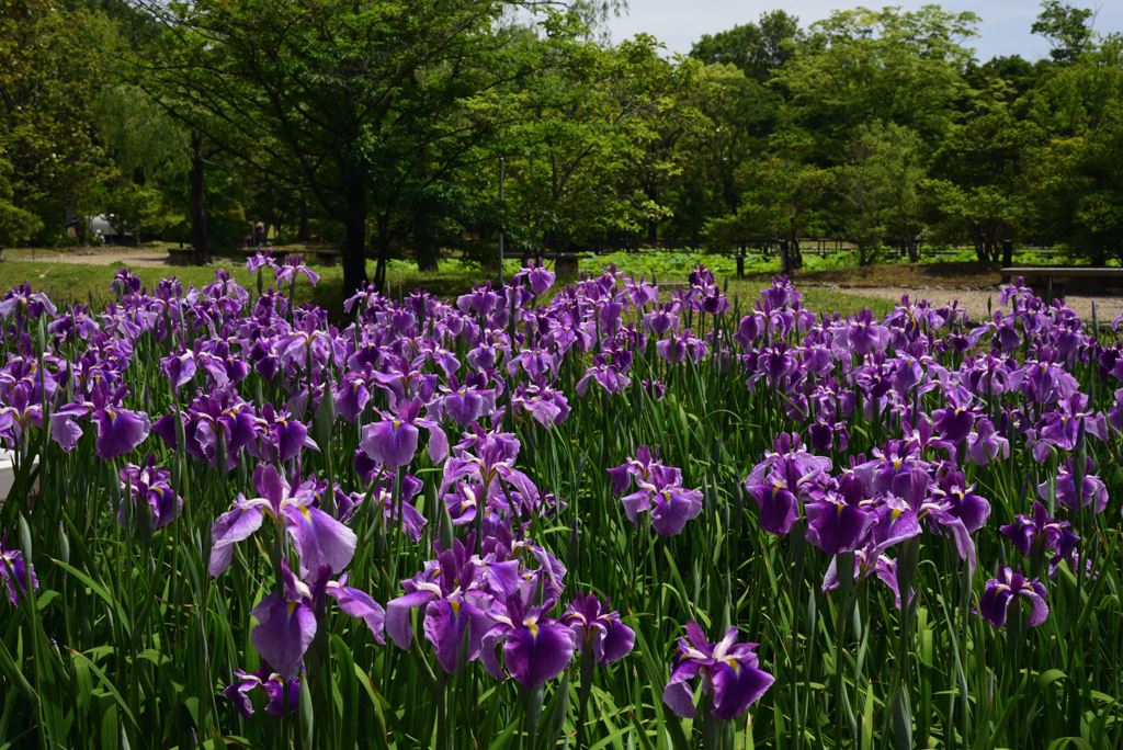 190530万博公園33