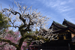 250314a北野天満宮20