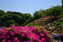 240428蹴上つつじ14