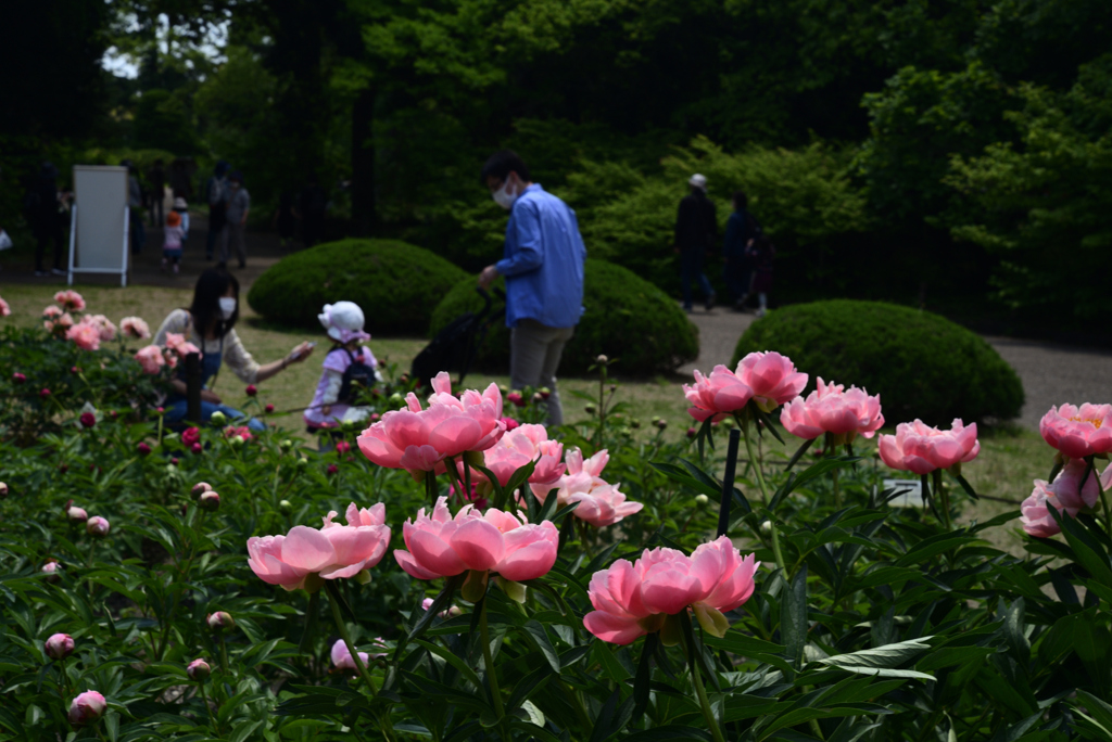 220503d京都植物園11
