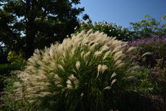 201031京都植物園27