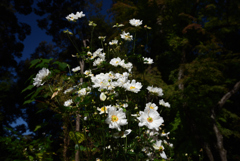201031京都植物園20