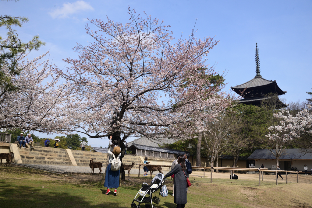 220330b奈良公園70