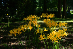 221002京都植物園21
