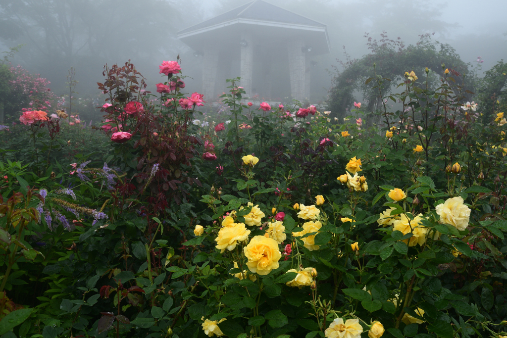 230623c箱根強羅公園59