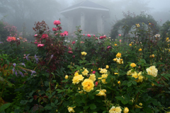 230623c箱根強羅公園59