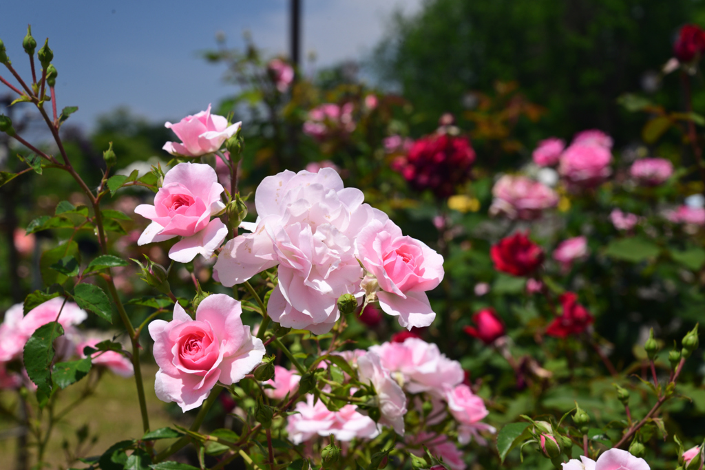 240518鶴見緑地07