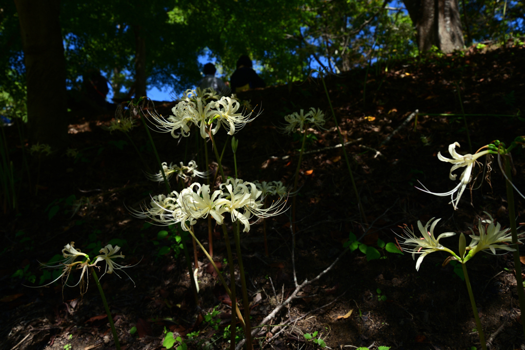220925a明日香稲渕36