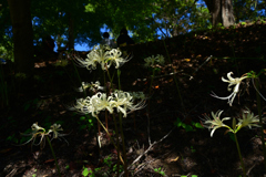 220925a明日香稲渕36