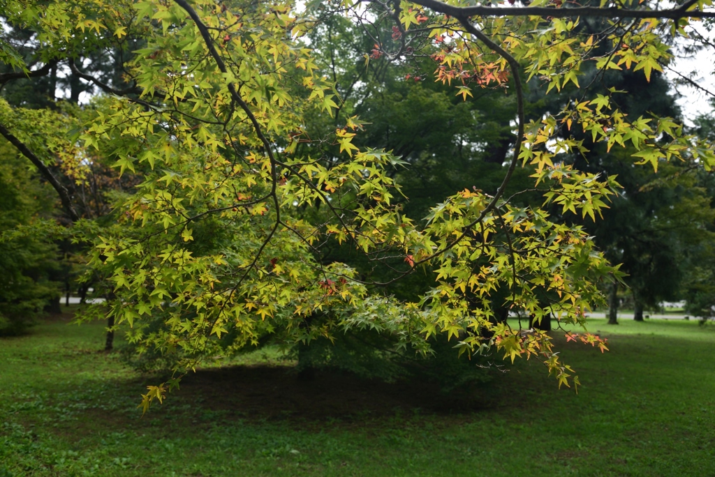 181002a京都御苑04+