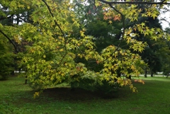 181002a京都御苑04+