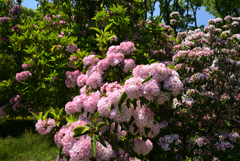 220518京都植物園63