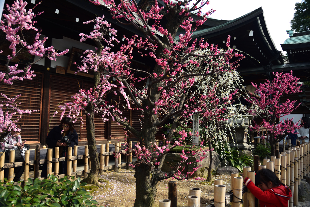 190302b大阪天満宮10