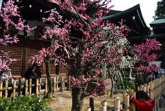 190302b大阪天満宮10