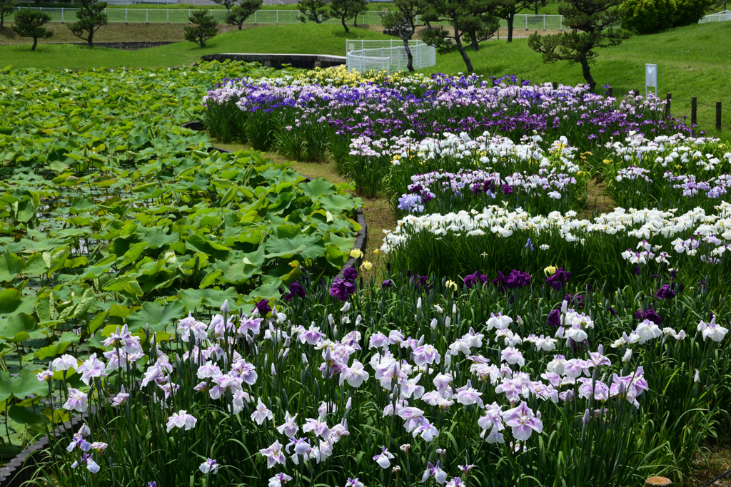 210529a白鷺公園58