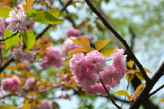 250418b平野神社04