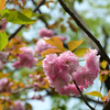 250418b平野神社04
