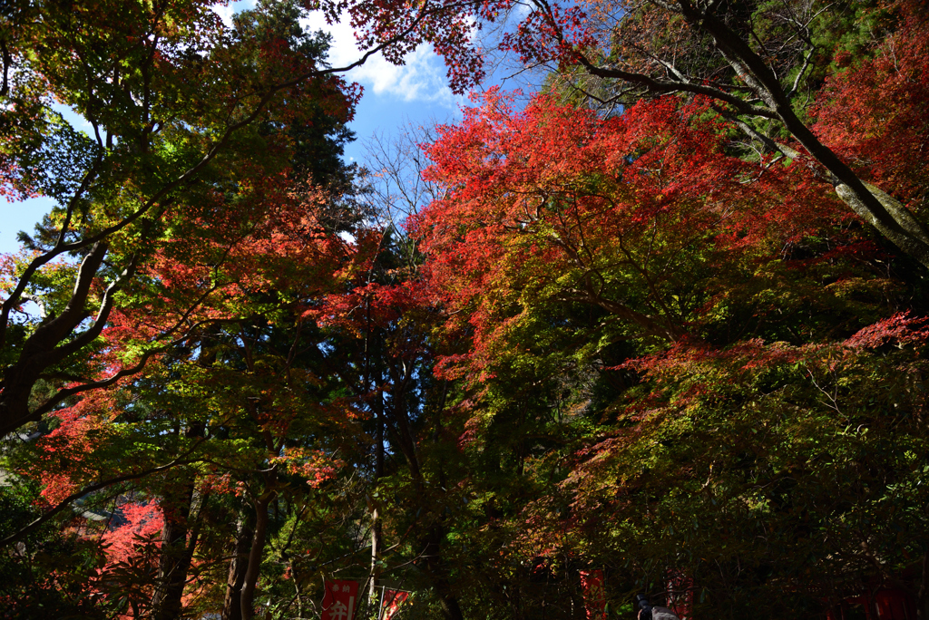 201115a室生寺28