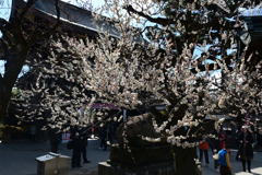240217b北野天満宮12