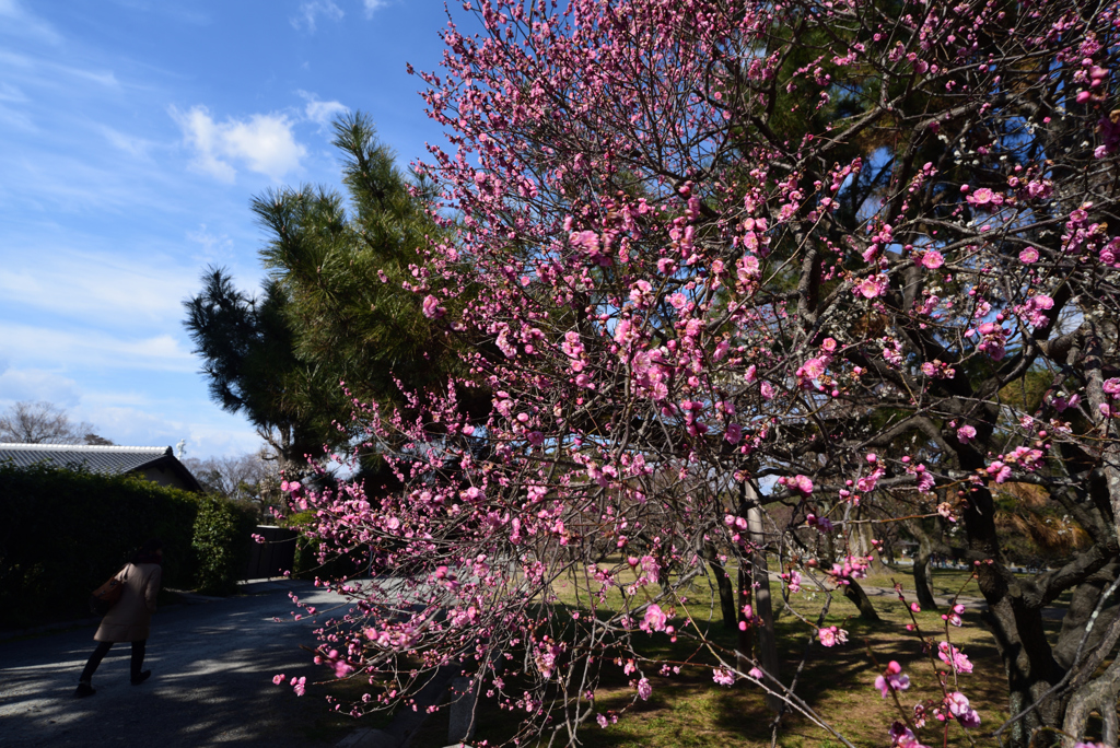 190223b京都御苑13