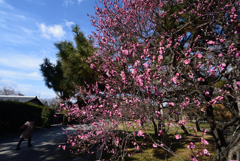 190223b京都御苑13