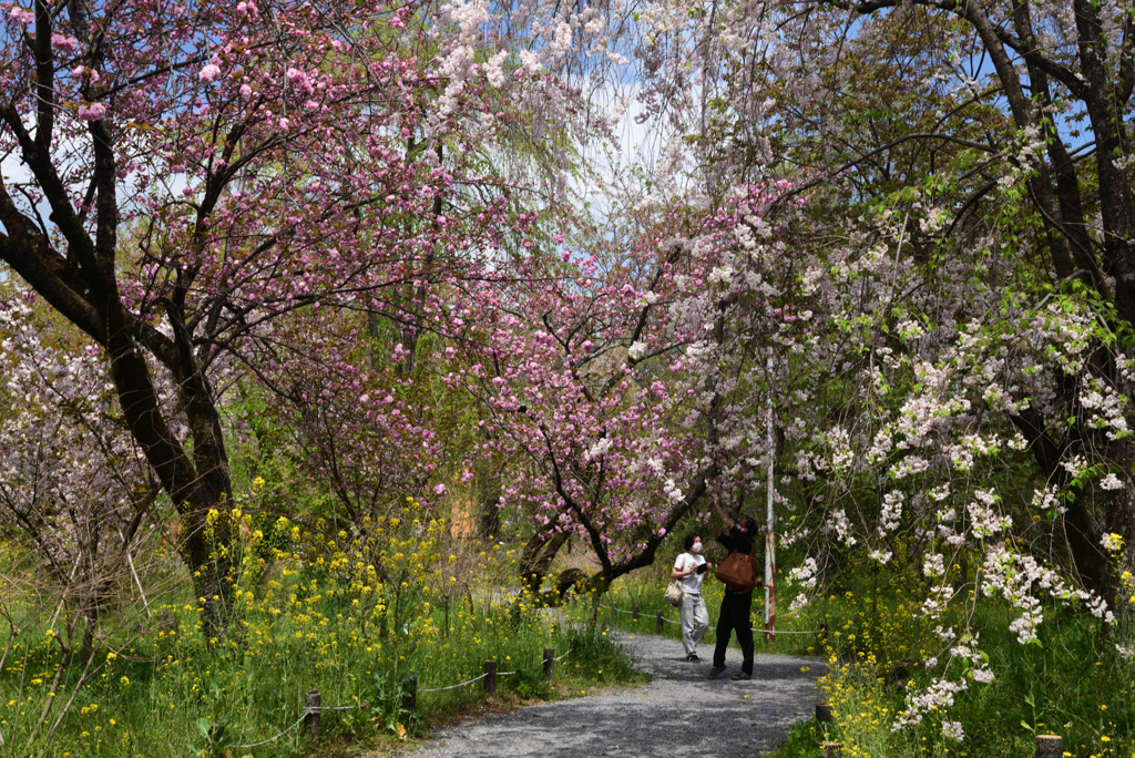 220412b平野神社12関山