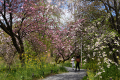 220412b平野神社12関山