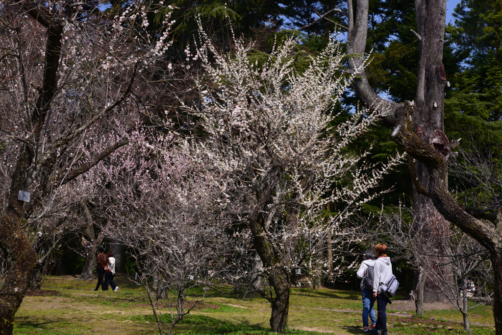 240316a京都植物園24