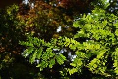 201031京都植物園55