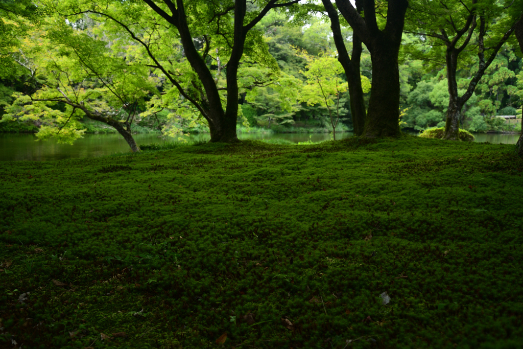 220915c京都植物園29