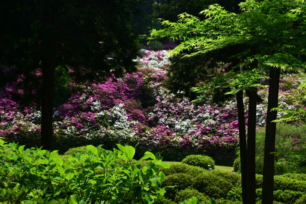 180501三室戸寺04
