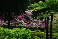 180501三室戸寺04