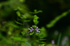 220823京都植物園10イヌゴマ