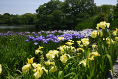 200602b長居植物園07