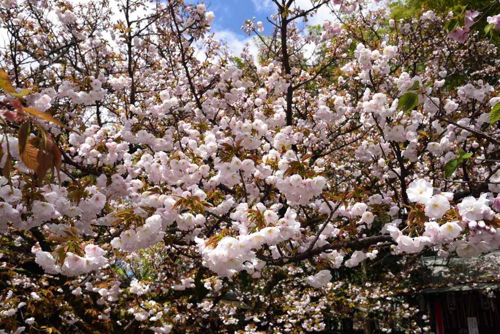 190411a平野神社27