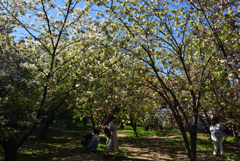 190420d京都植物園57